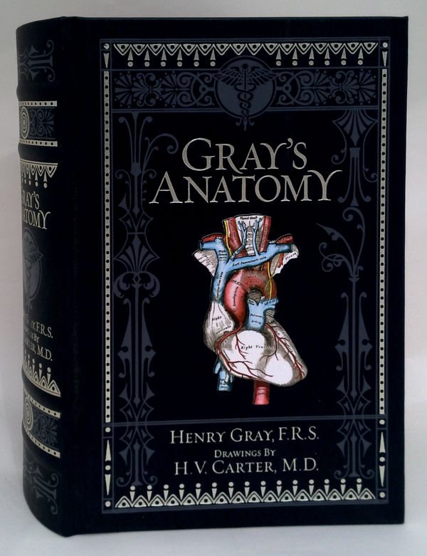 Gray's Anatomy: Descriptive And Surgical