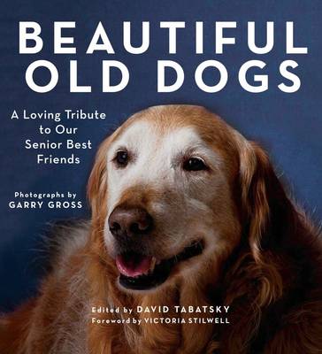 Beautiful Old Dogs: A Loving Tribute to Our Senior Best Friends