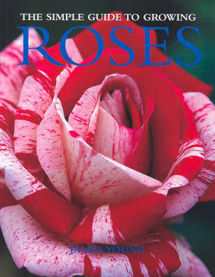 Simple Guide to Growing Roses