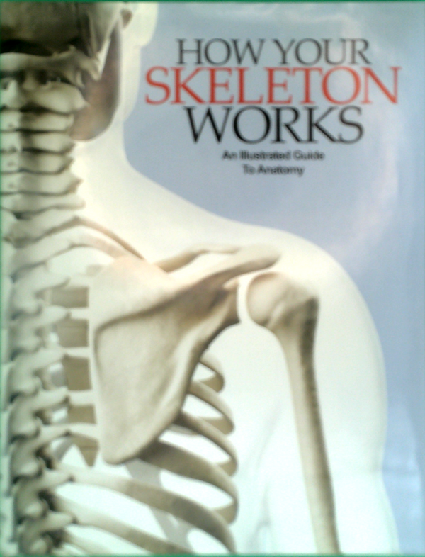 How Your Skeleton Works: An Illustrated Guide To Anatomy