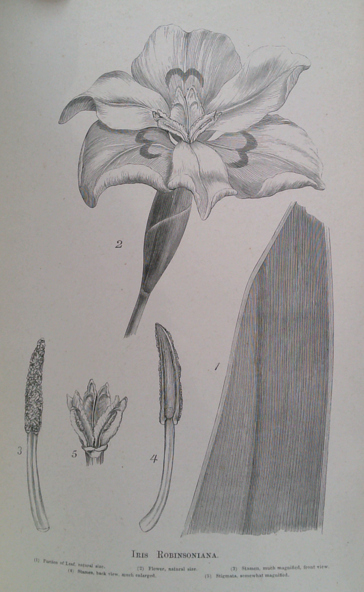 Fragmenta Phytographiae Australiae, Vol. VIII