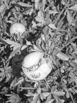 Jacopo Benassi: Bologna Portraits