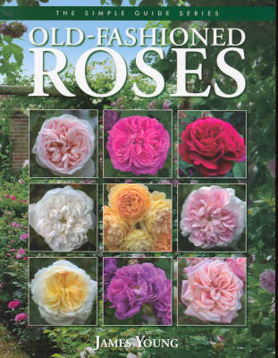 Old Fashioned Roses: The Simple Guide