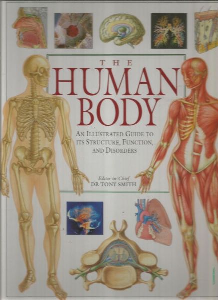 Human Body