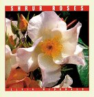 Shrub Roses
