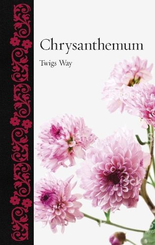 Chrysanthemum