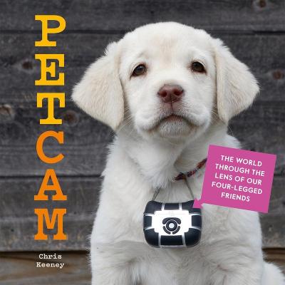 Petcam: The World Through the Lens of Our Four-Legged Friends