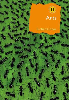 Ants: The ultimate social insects