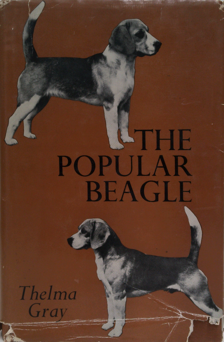 The Popular Beagle