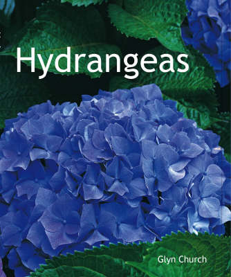 Hydrangeas