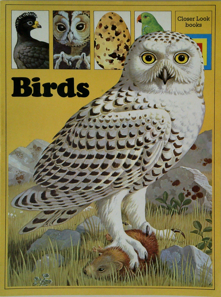 Birds