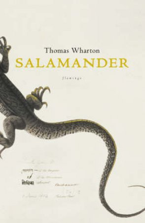 Salamander