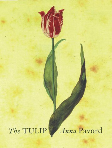 The Tulip